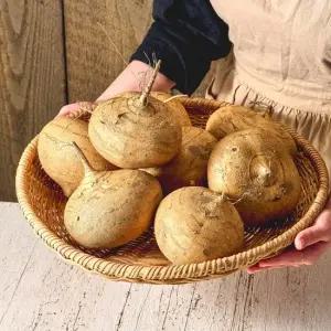 자연의 간식 히카마 감자 5kg  개당 300-750g내외) 멕시코감자