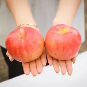 홍로 가정용 중대과 4kg(15-19과 내외) 영천 무주 고당도 꿀사과 맛있는 가정용 한박스