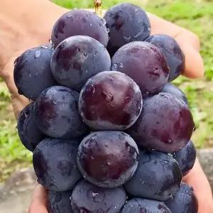 [산지직송] 국내산 달콤왕 거봉 포도 2kg (3-5송이)