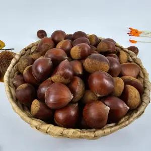 햇밤 공주밤 부여밤 청양밤 알밤 대 2kg(개당 16-24g)