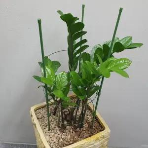 [하프클럽/셀러허브_여성트랜드패션]60cm 화분 텃밭 지지대 식물 원형 식물