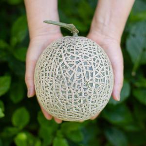 달구벌농산 고당도 머스크 멜론 7~8kg