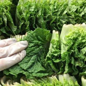 쌈에 딱 맞는 부드럽고 고소한 맛 국내산 쌈배추 겉절이 쌈추