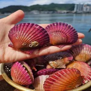 자체 세척 제철 홍가리비 1kg(30-35)
