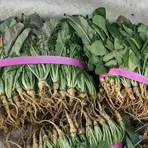 [자연맛남][산지직송] 여수 돌산 생 고들빼기 5kg 한박스