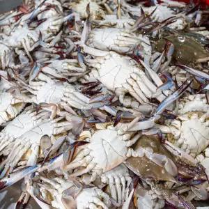 당일조업 서해 활 꽃게 2kg(8미 내외)