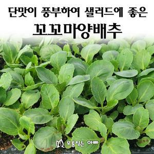 [모종심는아빠] 단맛이 풍부하여 샐러드에 적합한 꼬꼬마양배추 모종3개