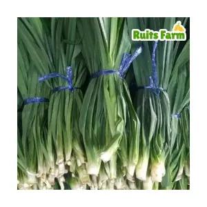 [루츠팜] 태국 생 판다누스 900g~1kg (총 2~4묶음) 판단잎 pandanus 카야잼 카야쨈