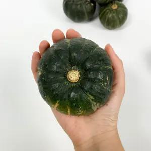 제주 밤호박 미니 단호박 보우짱 로얄과 특품 2kg 3kg 5kg