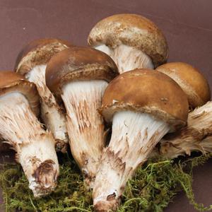 당일수확 국내산 프리미엄 참송이버섯 500g 가정용 선물용