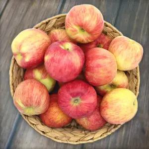 경북 홍로 사과 2kg 11-13과 중소과 못난이사과 20 25년 햇사과 꿀사과 햇홍로 사과 껍질채먹는사과 흠사과