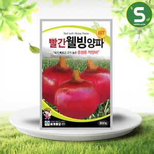 빨간웰빙양파씨앗 800립 적양파 중생종 씨앗 종자