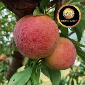 김천자두 제철자두 추희 5kg ( 베스트/170g~220g) 추석선물/최상품
