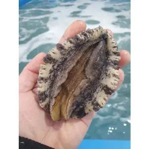 가람 완도산 활전복 특대사이즈 7-8미 1kg