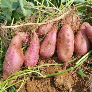 해남 호박 고구마 2kg 특상 20 25년 햇고구마 흙고구마 호풍미 고구마 한박스 햇호박고구마 생고구마