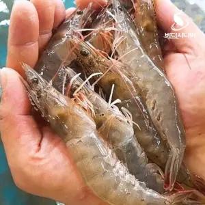국내산 태안 살아있는 생새우 활새우 1kg 회 소금구이 당일조업 [원산지:국산(전라남도 신안)]