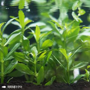 하이그로필라 그린테라 3뿌리 - (수초키우기 초보수초)