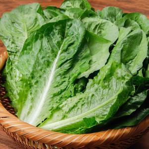 통로메인 상추 2kg