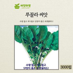 KS종묘 루꼴라 씨앗 3000립 수량 많고 부드럽고 단맛이 좋은 로켓샐러드 고급 품종 종자