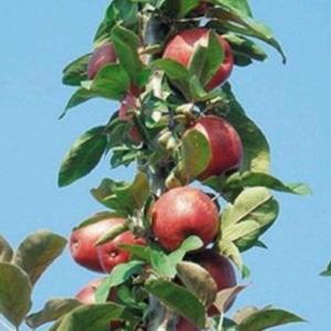 키움원예 기둥사과 4년생 유실수 (나무지름3cm) 1주