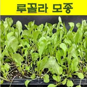 모종- 루꼴라 루꼴라모종 30개  MS048