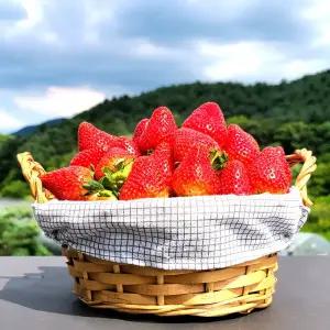 딸기 고냉지 여름딸기 데코용 300g 생딸기 2상자 (15-36과) 과수랜덤