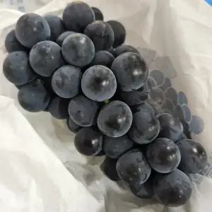 싱싱햇 국내산 캠벨포도 켐벨 포도 2kg