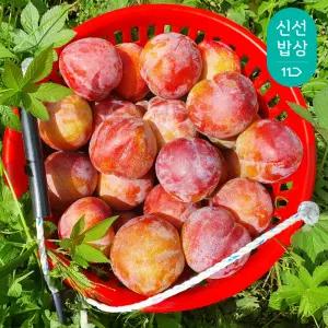 입안 가득 퍼지는 여름, 새콤달콤과즙 경북 자두 2kg (150g)
