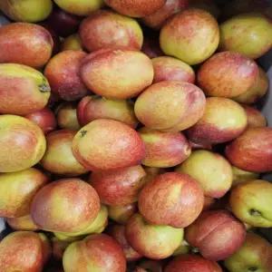 산지직송 당도선별 국내산 고당도 프리미엄 특품 천도복숭아 1kg 소과(8-11과내외)