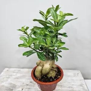 석화(사막의장미)대품 인삼벤자민모형 높이 30~50cm