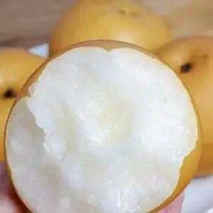 [5년전 물가그대로]초특가 가성비 주스용배 못난이 배 10kg