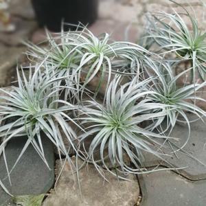 5개 식물도매 대량구매 코튼캔디틸란드시아 이오난사 소품 07~20cm 29