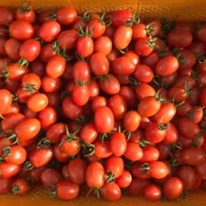 당일수확 새콤달콤 국내산 대추 방울토마토 2kg(1~4번과)