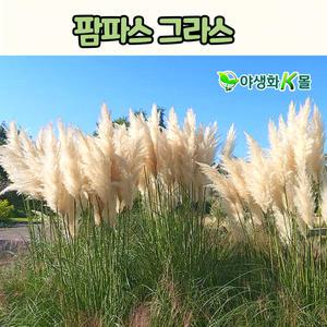 팜파스 화이트(4치 포트) 그라스 서양억새