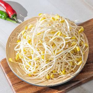 무농약 친환경 아삭한 산소 콩나물 2kg