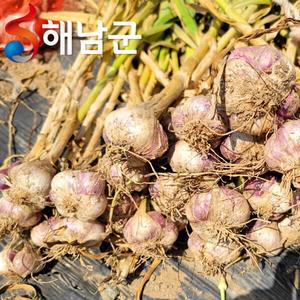 산지직송 해남 햇마늘 남도마늘 반접 50개 대 / 요리 양념용 마늘 통마늘