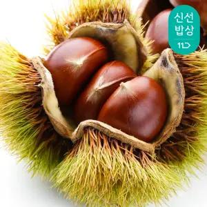 [품질보장]25년 국내산 공주 햇밤 (특)2kg