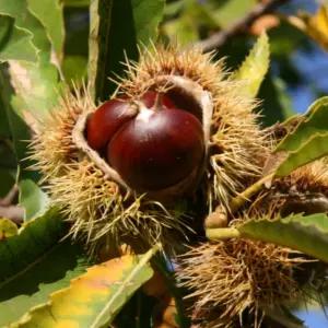햇단밤 특 2kg 공주 하동