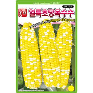 아시아종묘 얼룩초당옥수수 씨앗 100립 알록달록 초당옥수수씨 종자