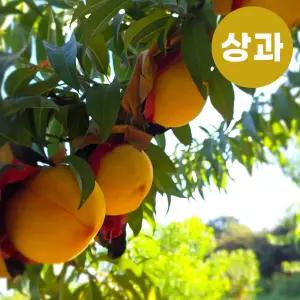 [가을제철] 고당도 황도 쫀득복숭아 이천 장호원 산지 골든복숭아 상과 2.3Kg, 3.5Kg