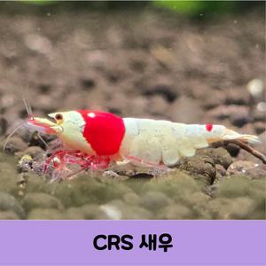 레드비 CRS 새우 애완/관상용 비쉬림프 모스라급 5마리