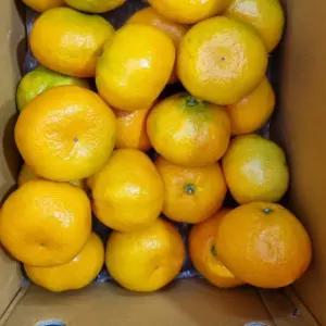 제주 가정용 하우스 감귤 중대과(L) 10kg