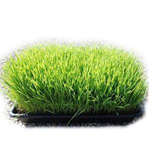 [기타]밀싹 재배 4종 세트/새싹밀씨앗 재배기 배양토 화분