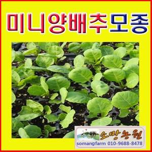 Y(소망)방울다다기 양배추모종 15개/텃밭용