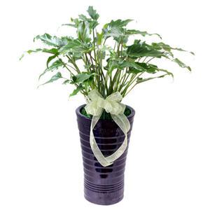 [젠틀맨플라워] 셀렘 [OW-0066] [미니공기정화식물/집들이화분/화분배달/전국/이사선물/창업선물]