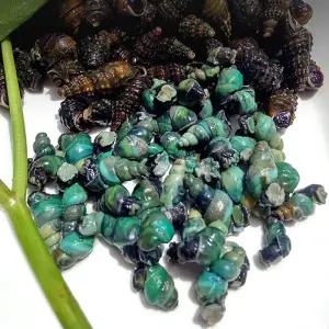 영월 동강 자연산 깐다슬기 200g x 5팩