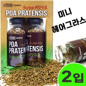 이스타 씨앗수초 미니헤어 M 2입 (전경용)/수족관 어항 수조 초보 수초기르기 소일 ADA 장식품 꾸미기 세팅