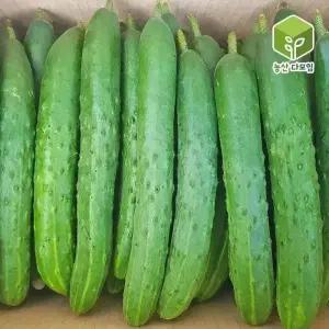 오이 취청오이 특 10kg