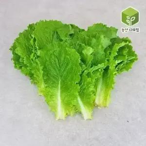 청상추(특) 4kg