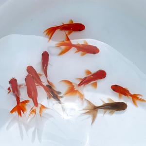 금붕어 12 마리 + 전용먹이